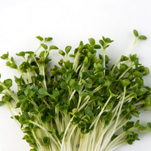 Load image into Gallery viewer, Mumm's Kale Sprouting Seeds