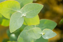 Load image into Gallery viewer, Eucalyptus Globulus Essential Oil