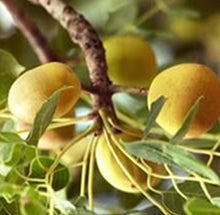 Load image into Gallery viewer, Marula Oil - Cosmetic Grade