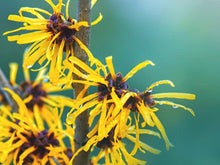 Load image into Gallery viewer, Witch Hazel 10ml BULK