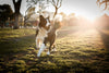 Natural Dog Flea, Tick & Bug Repellent Spray
