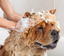 Load image into Gallery viewer, Pet Shampoo &amp; Conditioner- Rosewood &amp; Oatmeal
